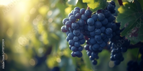 Close-up cluster of dark grapes in a vineyard, green leaves creating a contrasting backdrop, blurred background