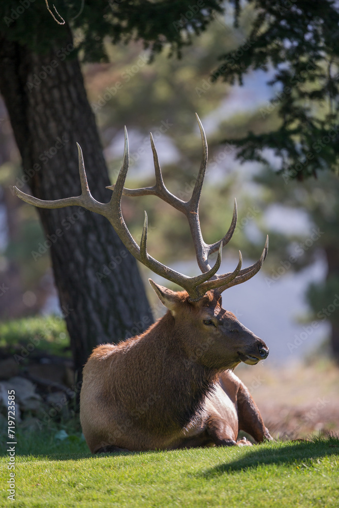 Bull Elk Resting