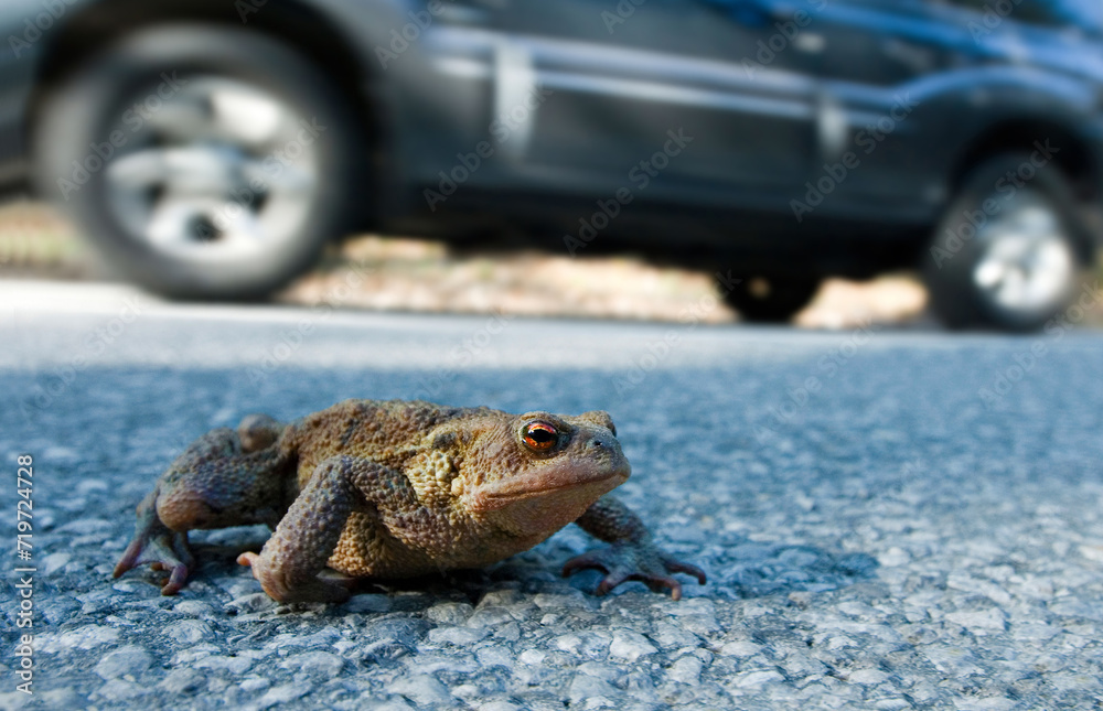 Toad migration, a common toad (Bufo bufo) crosses the road next to a moving car, between Leutaschtal and Mittenwald, Bavaria, Germany Toad migration, a common toad (Bufo bufo) crosses the road next to a moving car, between Leutaschtal and Mittenwald, Bavaria, Germany