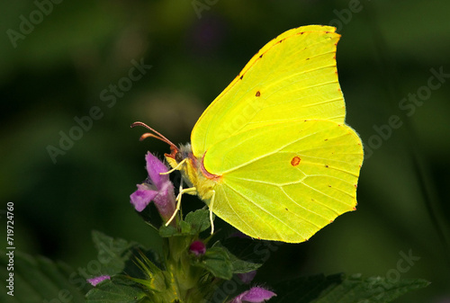 Photos brimstone butterfly (Gonepteryx rhamni) sitting on a purple deadnettle (Lamium p