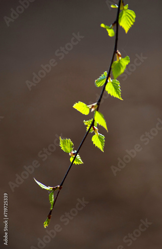 a young branch of a silver birch, warty birch, European white birch (Betula pendula) backlit in early spring
