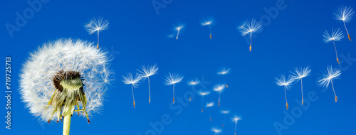 close-up of a blowball (Taraxacum officinale), seeds flying away in the blue sky