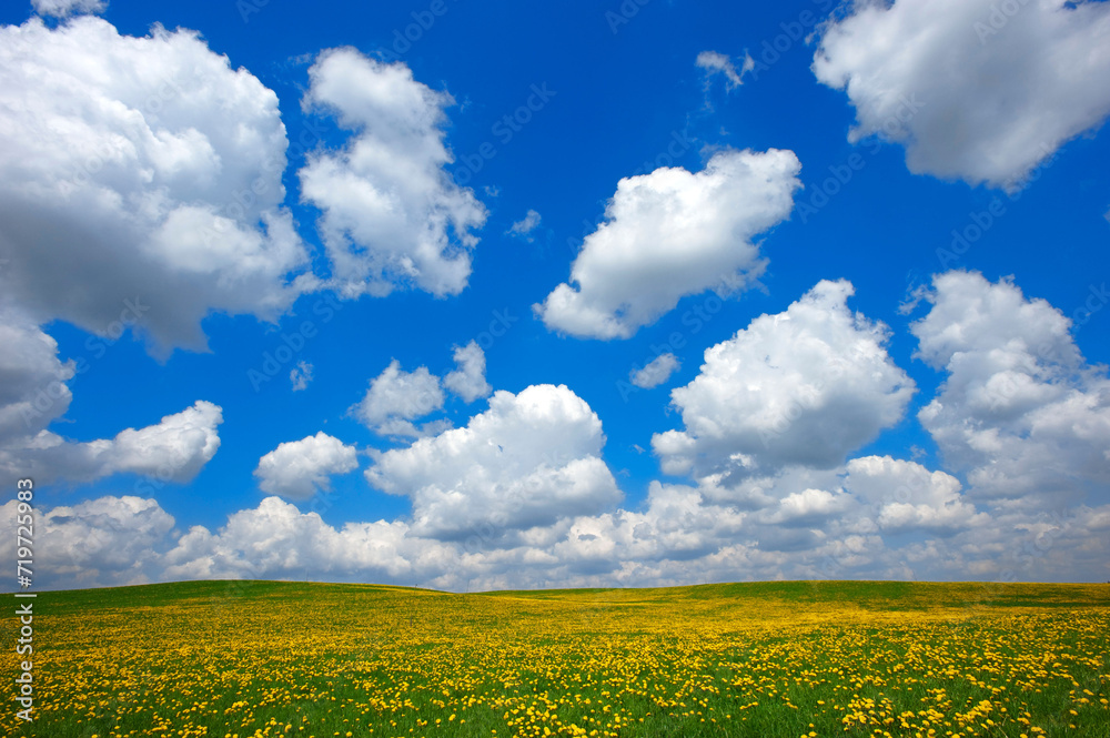 white fair weather clouds, Cumulus humilis, in the blue sky above a yellow meadow with dandelions white fair weather clouds, Cumulus humilis, in the blue sky above a yellow meadow with dandelions