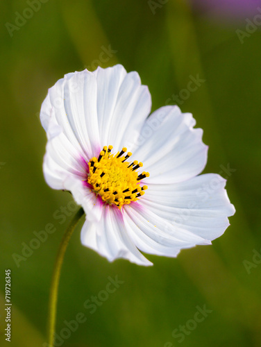 close up of a white flower with stem photo