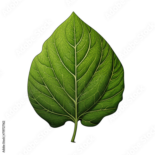 green leaf isolated on white background vector style illustration