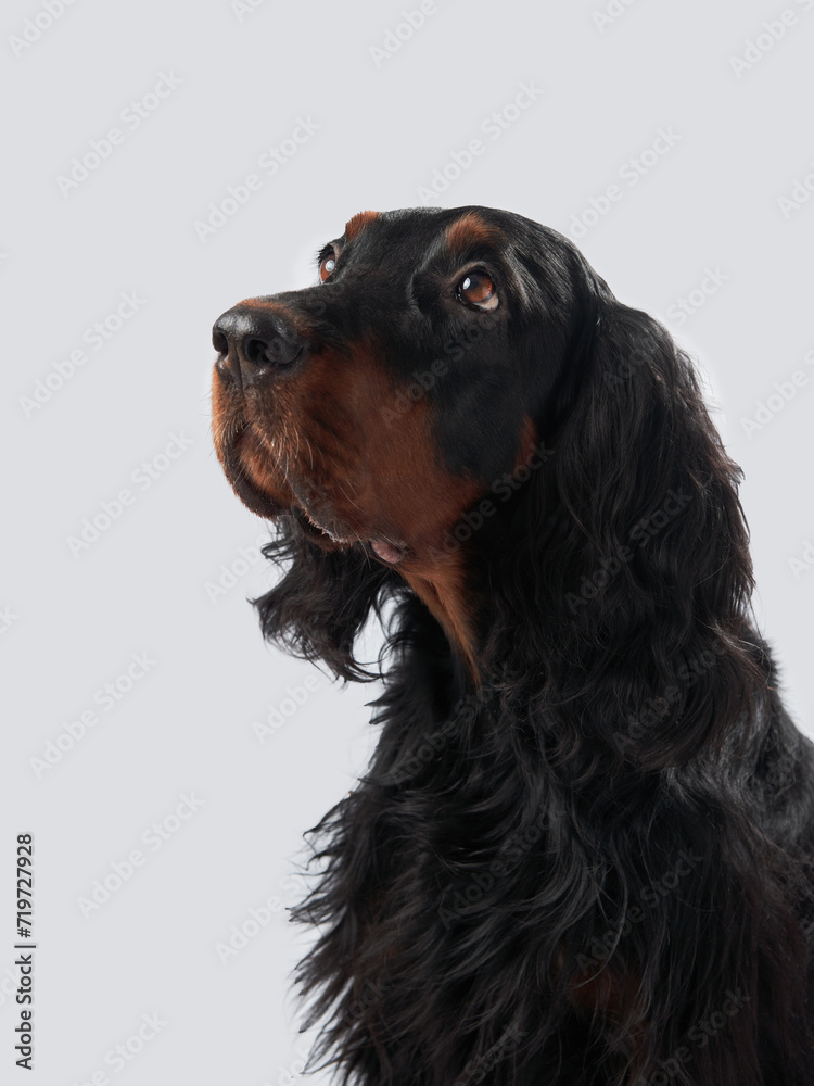 Gordon Setter dog with glossy black coat, set against a grey backdrop. Pet in studio Gordon Setter dog with glossy black coat, set against a grey backdrop. Pet in studio