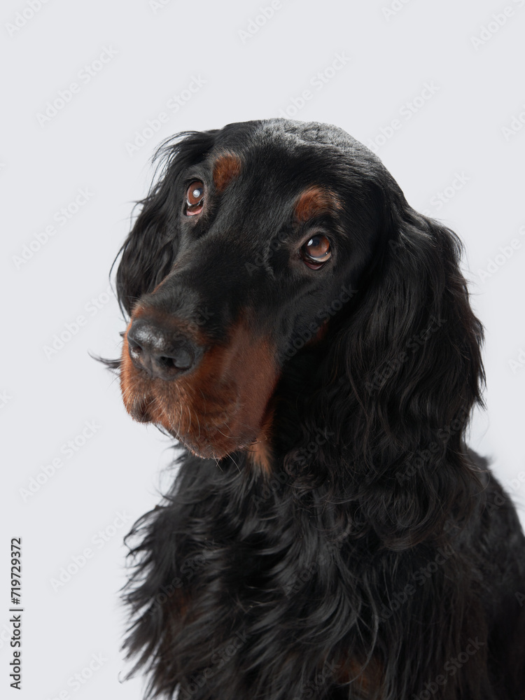 Gordon Setter dog with glossy black coat, set against a grey backdrop. Pet in studio
