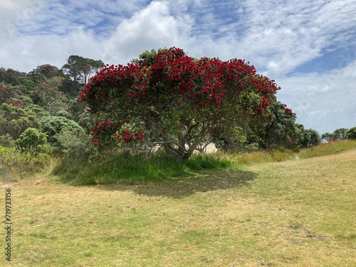 Pohutukawa tree in bloom, summer time in New Zealand.