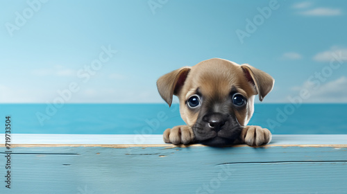 Adorable Puppy Peeking on Seaside Board