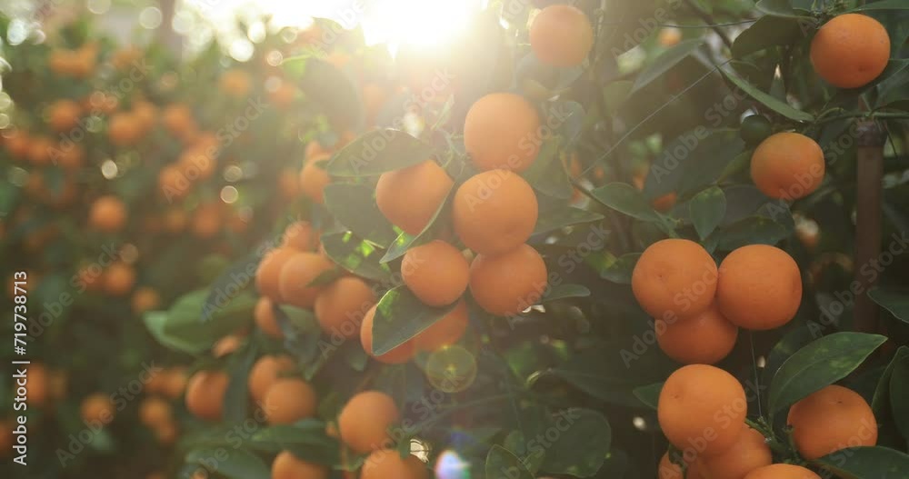 Mandarin oranges grow on tree for a happy chinese new year's decoration Mandarin oranges grow on tree for a happy chinese new year's decoration
