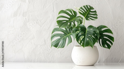 Monstera trees have a newborn and three adult leaves. planted in a white pot work