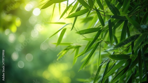 Nature of green bamboo tree in forest using as background bamboo leaves