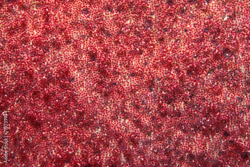 Closeup of the eggs of the Sergeant Major fish underwater on the reef. photo