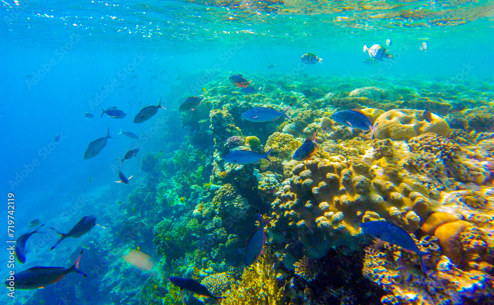 Fototapeta premium coral reef in egypt for banner background