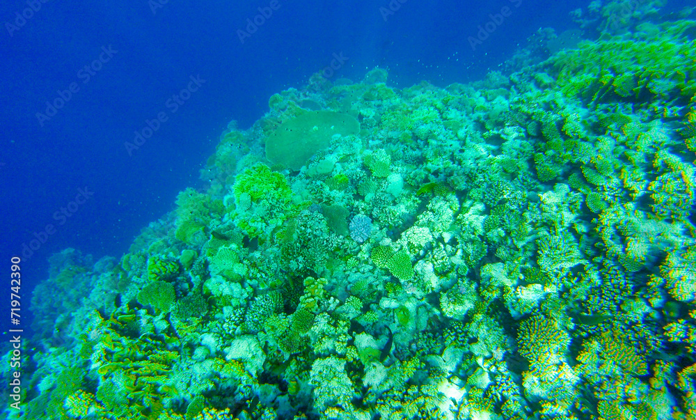 Fototapeta premium coral reef in egypt for banner background
