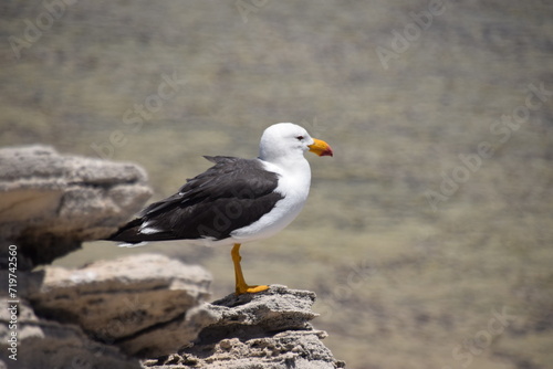 seagull on rock © Saskia