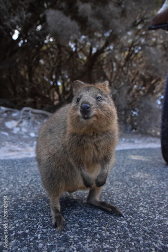 Quokka