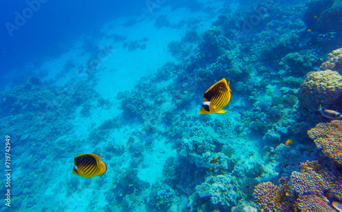 coral reef in egypt for banner background
