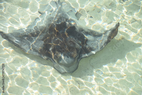 Stingray in the water