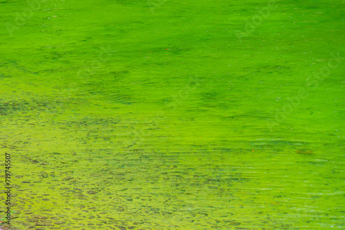 green river water caused by microalgae growth. microorganisms in a pond in summer give the water a green color. The surface of green water