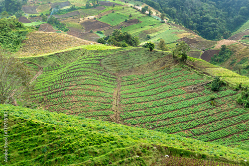 Coffee plantations in the province of Chiriqui in Panama photo