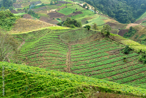 Schilderij op canvas Coffee plantations in the province of Chiriqui in Panama