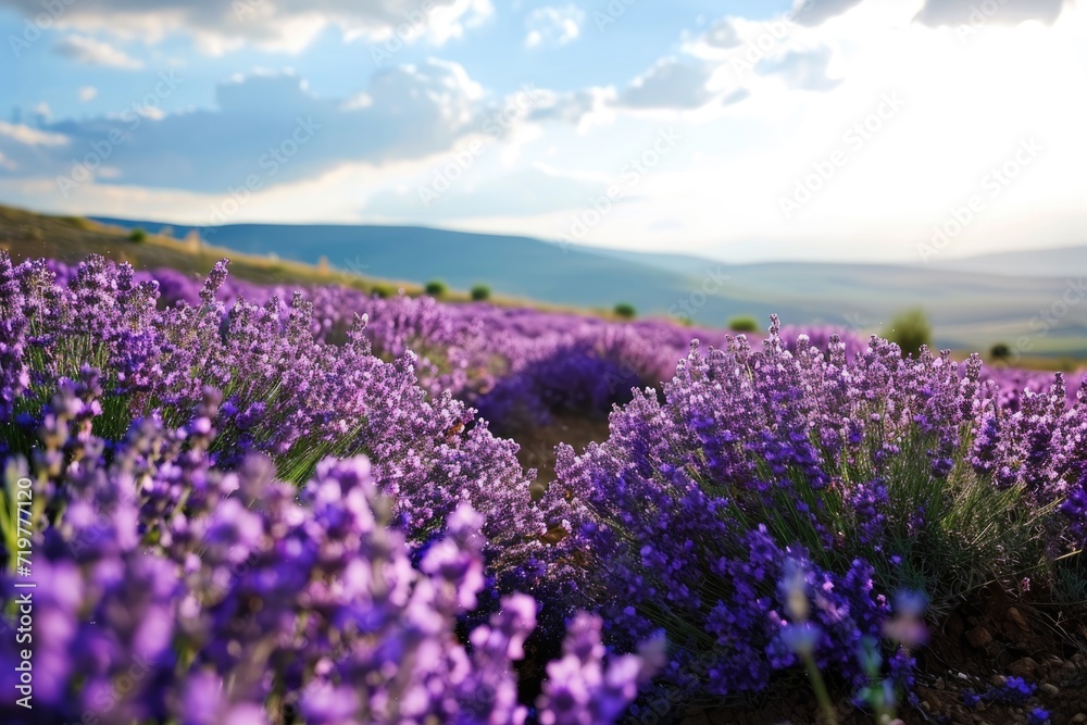 Fototapeta premium Lavender field during the day with clouds