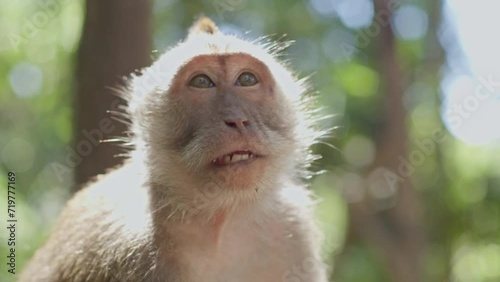 Balinese monkey enjoying the sund while sowing off food to the camera.