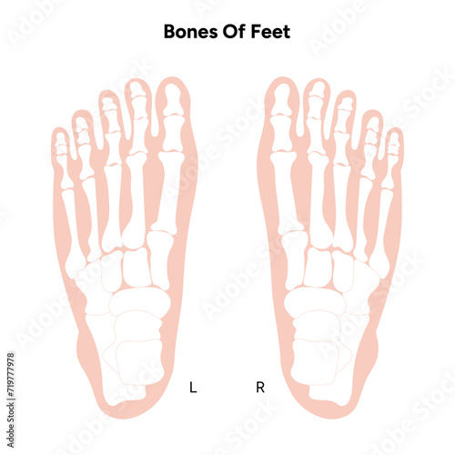 Healthy bones of feet