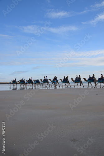 Camels at the beach