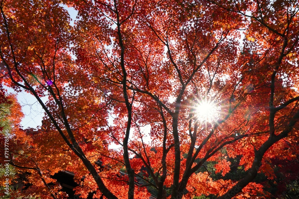 紅葉の中で輝く太陽