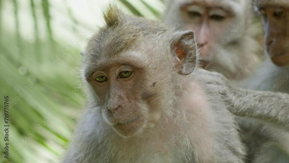 Balinese monkey looking interestingly at the camera, while mom an sibling talking Balinese monkey looking interestingly at the camera, while mom an sibling talking