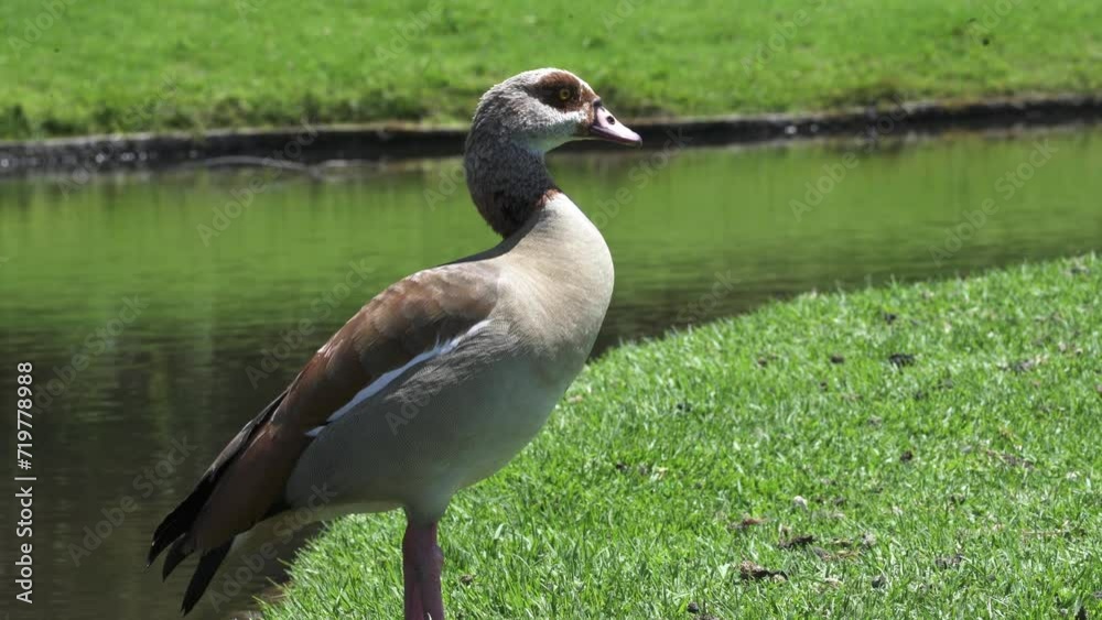Closeup Of Egyptian Goose At Kirstenbosch National Botanical Garden In Cape Town, South Africa. Closeup Of Egyptian Goose At Kirstenbosch National Botanical Garden In Cape Town, South Africa.