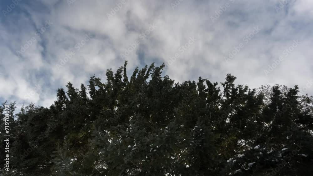 Movement Of Clouds Over A Conifer Tree, Landscape Timelapse Scene Movement Of Clouds Over A Conifer Tree, Landscape Timelapse Scene
