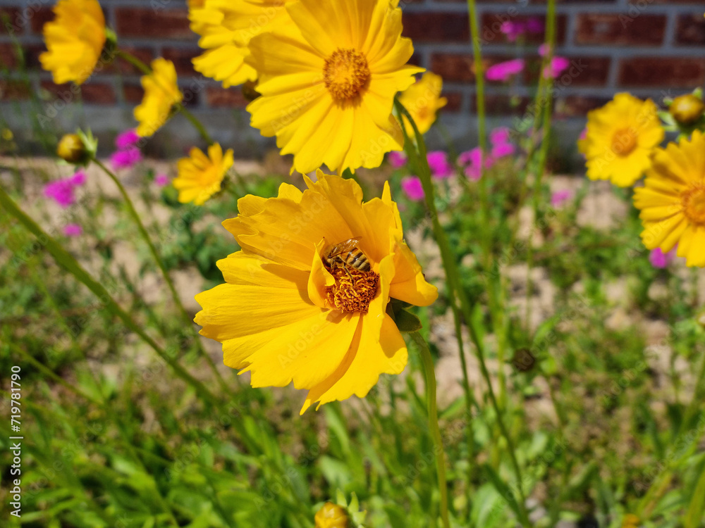Golden-Wave flower on nature background Golden-Wave flower on nature background
