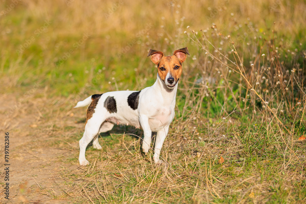 A cute Jack Russell Terrier dog walks in nature. Pet portrait with selective focus and copy space