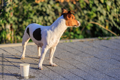 The concept of giving a dog something to drink in the heat. Caring for animals. Pet portrait with selective focus