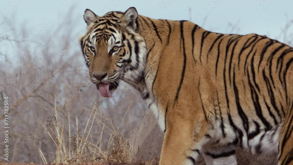 Tiger turns to face camera - medium shot Tiger turns to face camera - medium shot