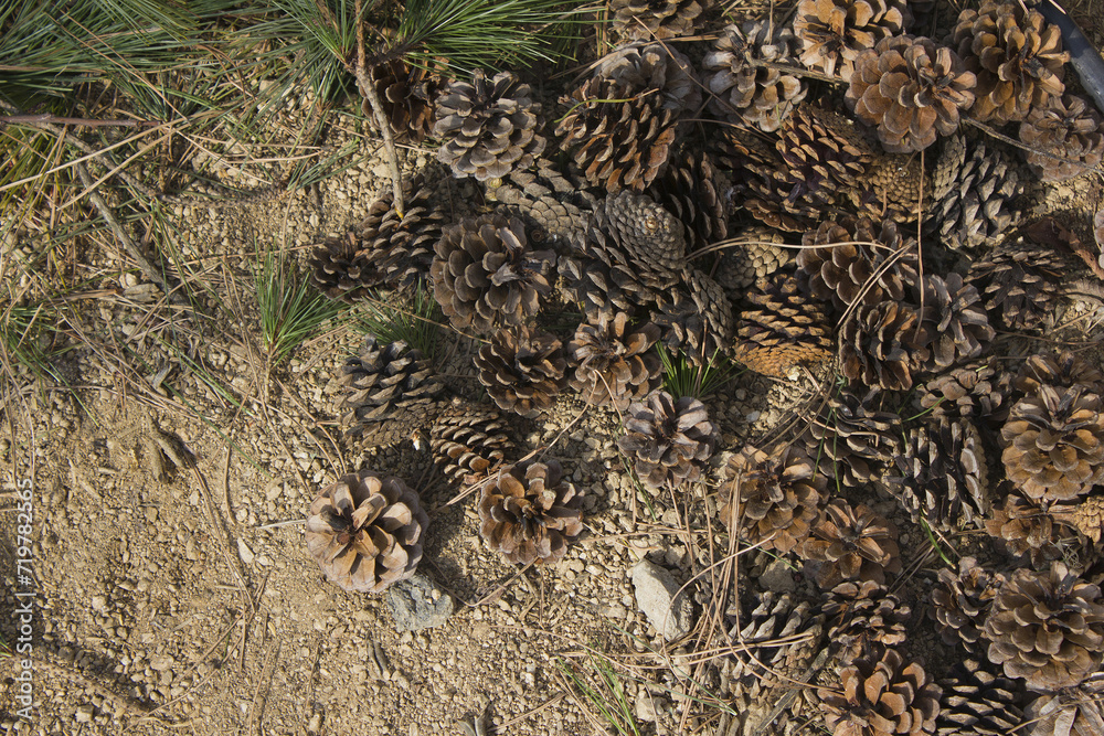 Pine branch with cones on Soil floor Pine branch with cones on Soil floor