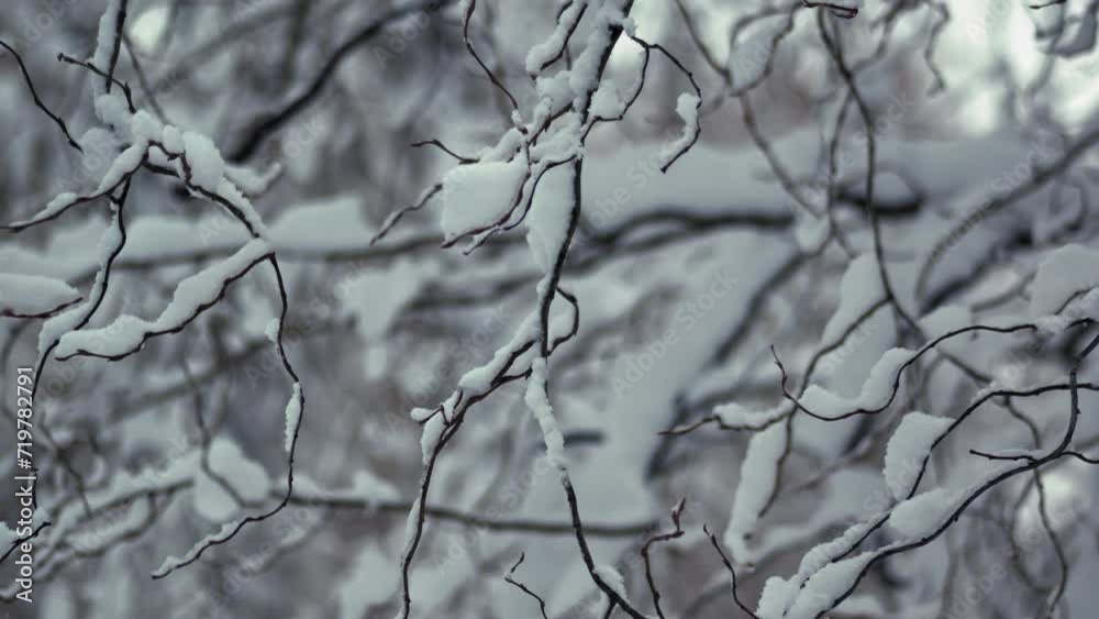 Pan right shot of a tree sprigs covered with snow Pan right shot of a tree sprigs covered with snow