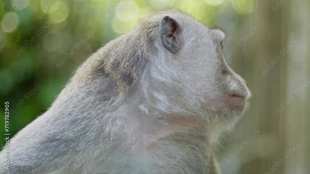 balinese longtailed monkey looking around in the wild. balinese longtailed monkey looking around in the wild.