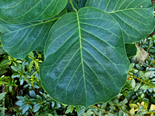  The leaves of the fiddle leaf