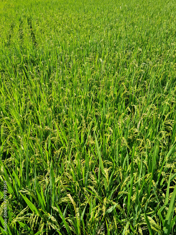 close up summer Green rice field. close up summer Green rice field.
