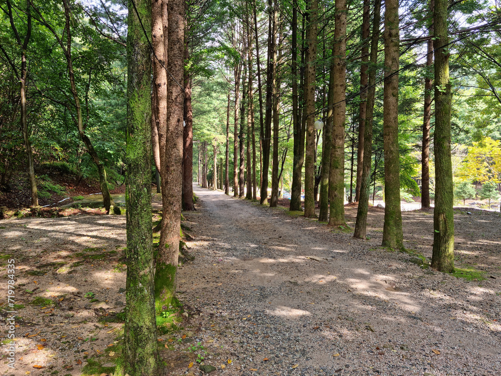 It is a road lined with trees. It is a road lined with trees.