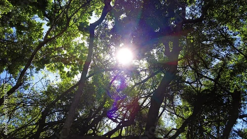 Sun Shining Through Tree Canopy In The Forest In Cape Town, South Africa. low angle shot