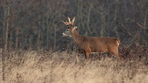 A large white tailed deer buck during the rut