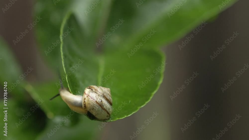 Asian tramp snail looks around and slides along edge of lime leaf Asian tramp snail looks around and slides along edge of lime leaf