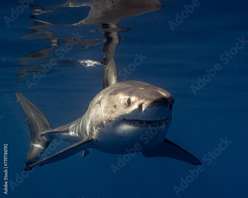 Young Great White Shark Head On in Clear Blue Water 