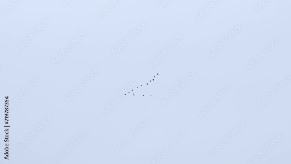 Geese birds flying in the v formation pattern to conserve energy Geese birds flying in the v formation pattern to conserve energy