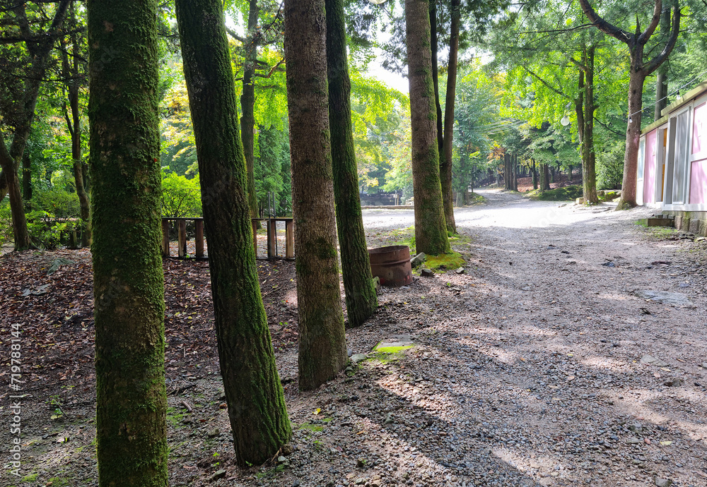 It is a forest with mossy tree trunks.
It is a forest with mossy tree trunks.